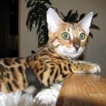 бенгальские котята от титулованных производителей