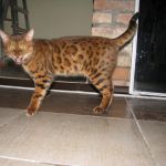 бенгальские котята от титулованных производителей