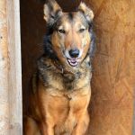 Две собачки - два друга по несчастью ищут дом и семью