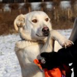 Жанночка – душевная собачка, воплощение верности и любви