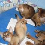 абиссинские котята от титулованных производителей
