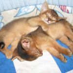 абиссинские котята от титулованных производителей