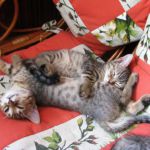 саванна котята от титулованных производителей