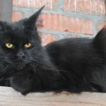 Мейн кун крупные черные котята