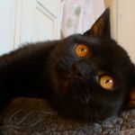 Абсолютно черный котенок