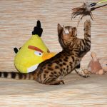 Бенгальские котята лучший выбор