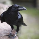Ворон черный - птенцы выкормыши