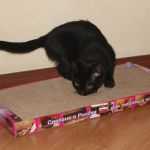 Новое поколение когтеточек-лежанок для кошек в Крыму