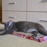 Новое поколение когтеточек-лежанок для кошек в Крыму