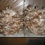 Мицелий грибов, субстраты, грибоводство, отправка почтой